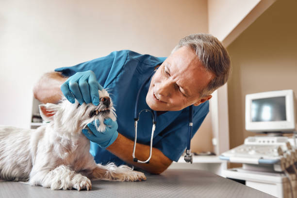  Ferndale, PA Emergency Dentist Pros